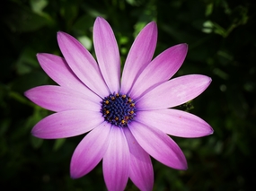 非洲雏菊微距特写摄影图片